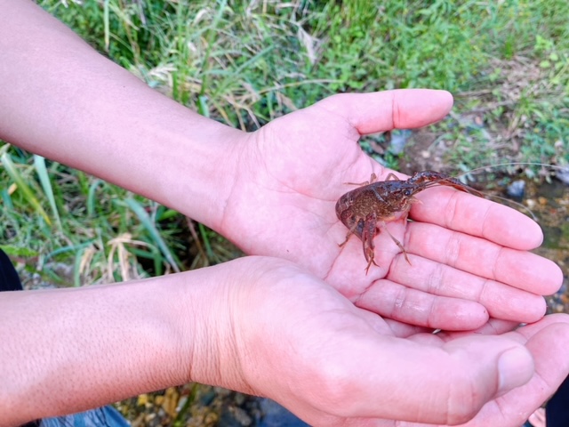 山が池公園の川にいたザリガニ